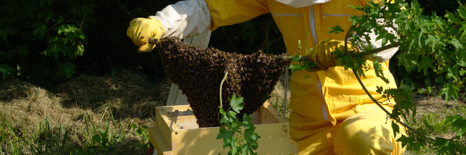 Essaim d'abeilles dans sa nouvelle ruche, Apiculture en Warré